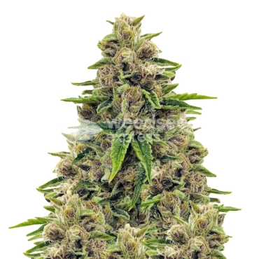 Godfather OG 4A