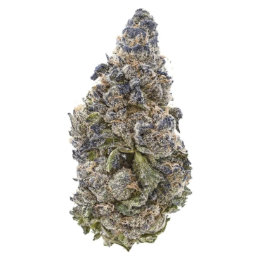 Beyond Purple 5A (Purple Dream)