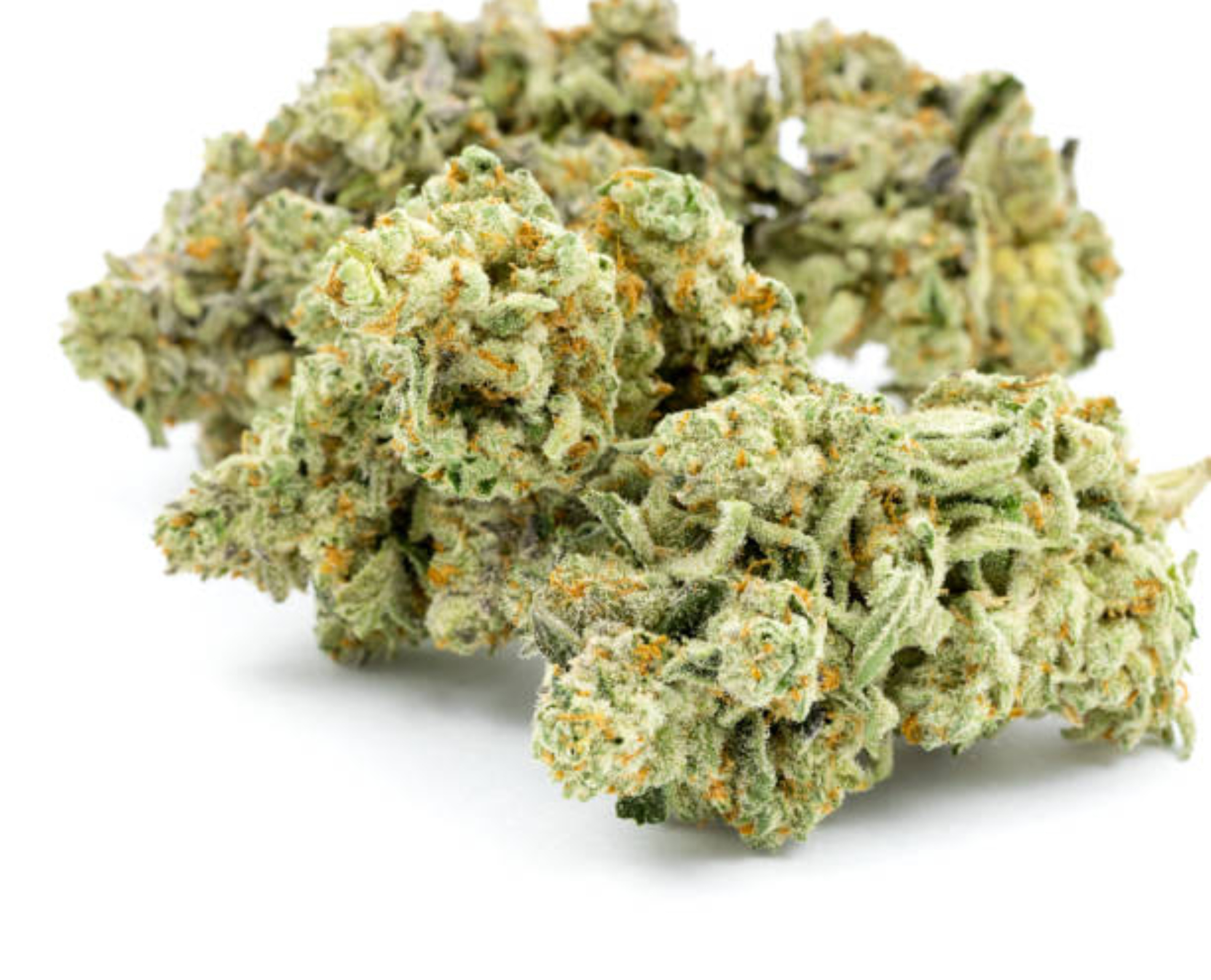 Marijuana flower, often called buds or cannbis, against an isolated white background shot in a dispensary in Oregon where these drugs are now legal.