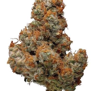Chocolople 5A (Choco Buzz)